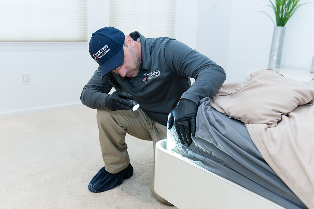 Bed Bug Treatment