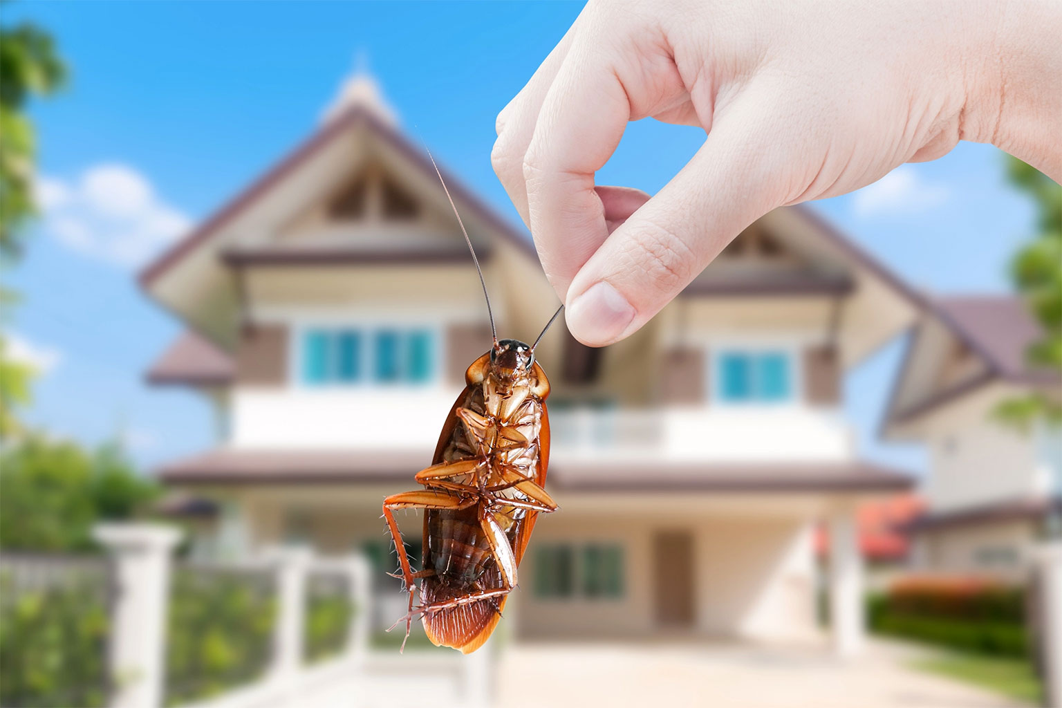 Control of Large Cockroaches