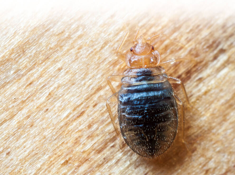 Bed Bug Treatment
