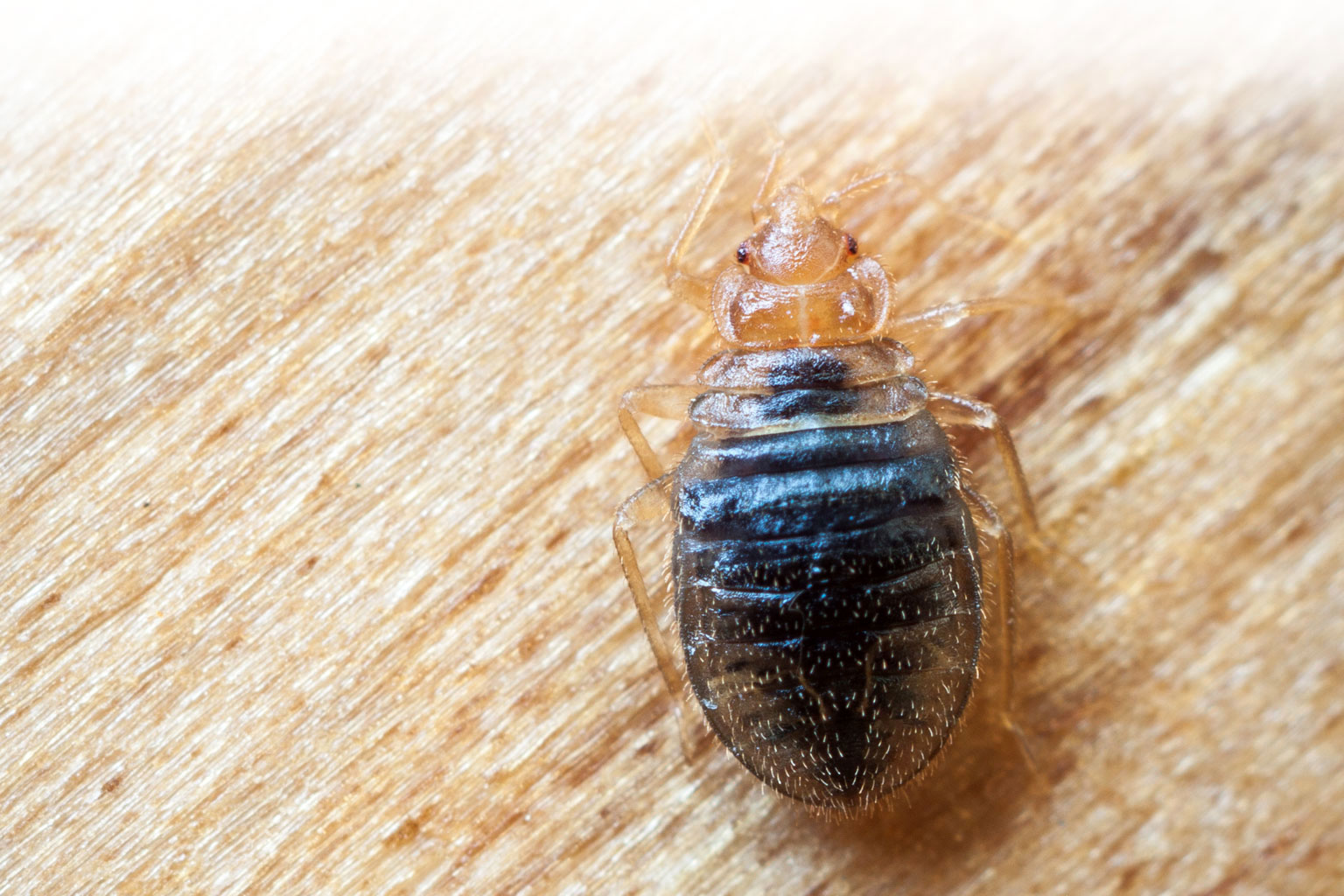 Bed Bug Treatment