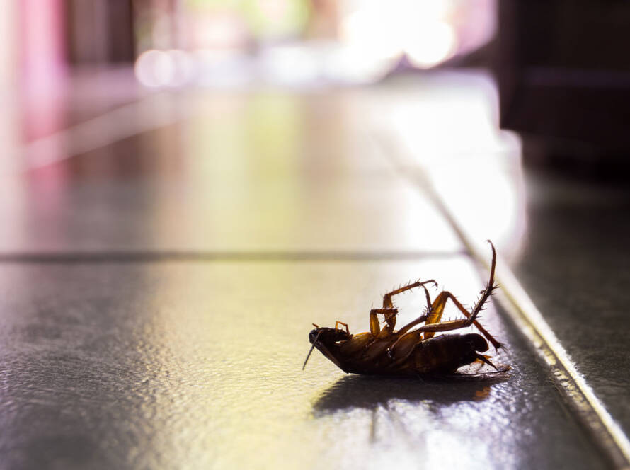 Control of Domestic Cockroaches