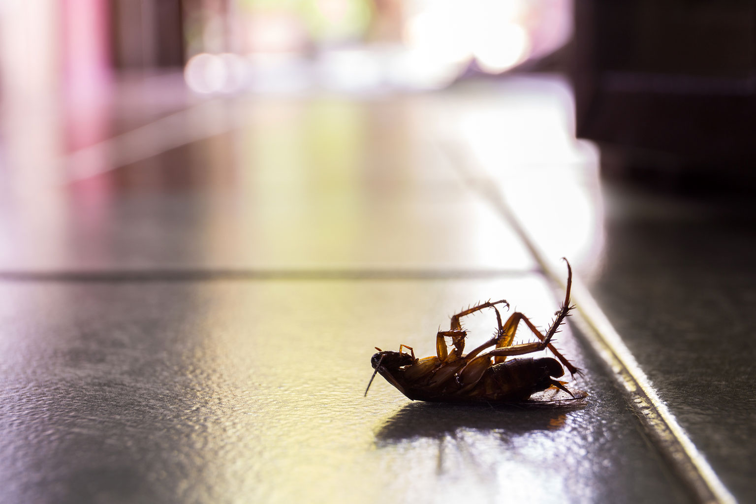 Control of Domestic Cockroaches