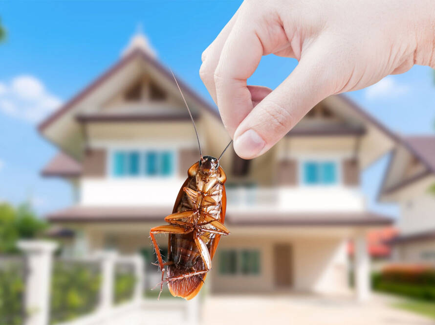 Control of Large Cockroaches