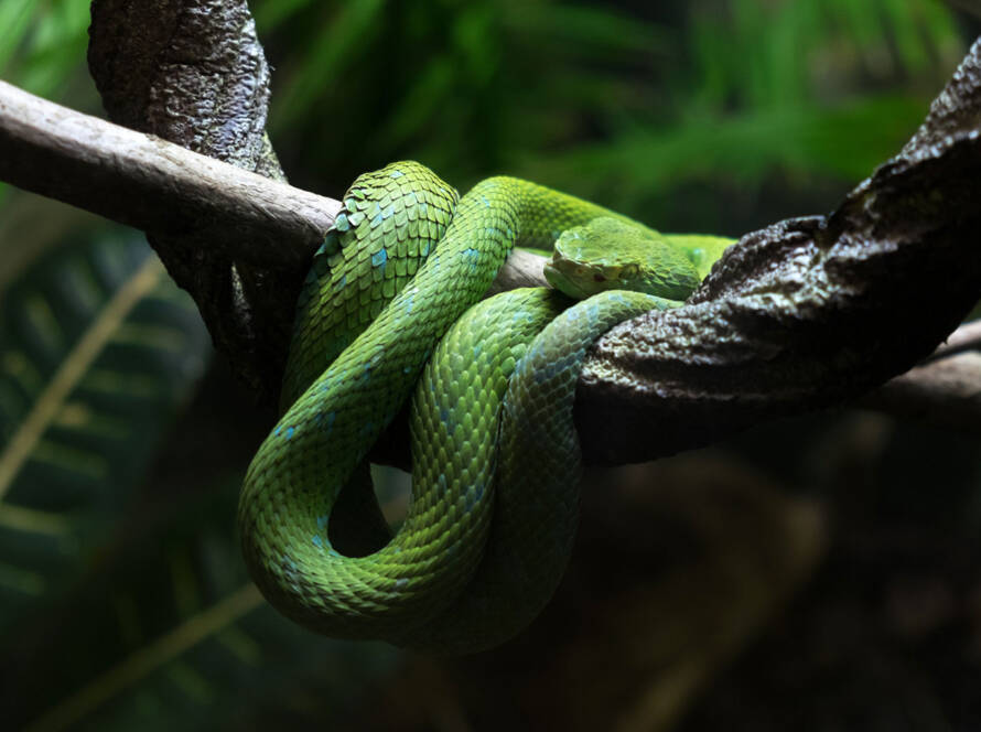 Fighting geckos, lizards, snakes & scorpions