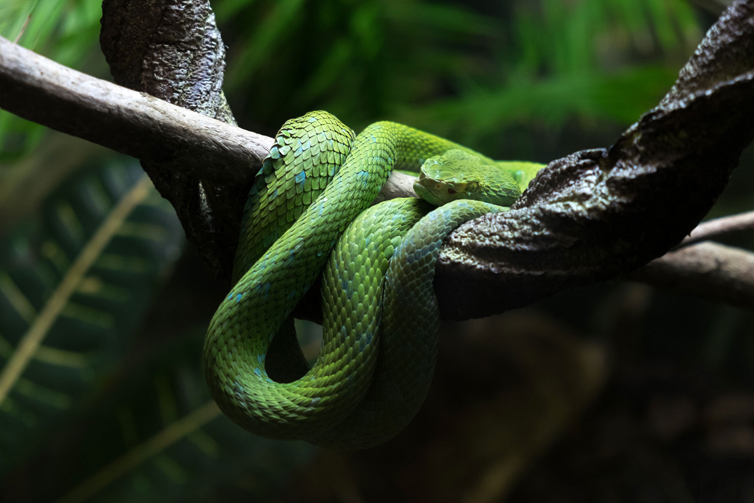 Fighting geckos, lizards, snakes & scorpions