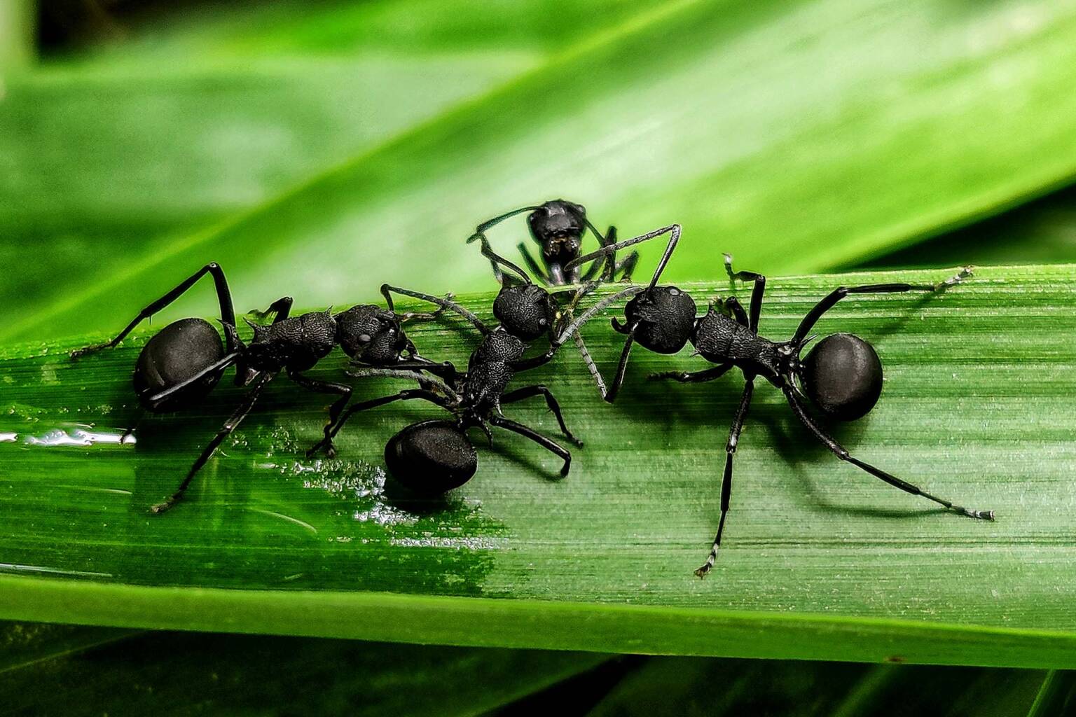 Red Ants