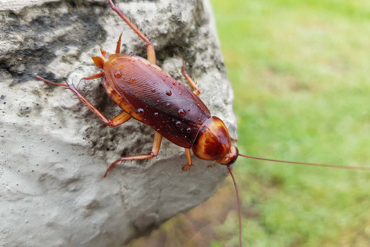 Roaches