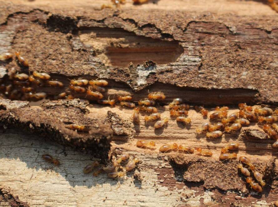 Termites